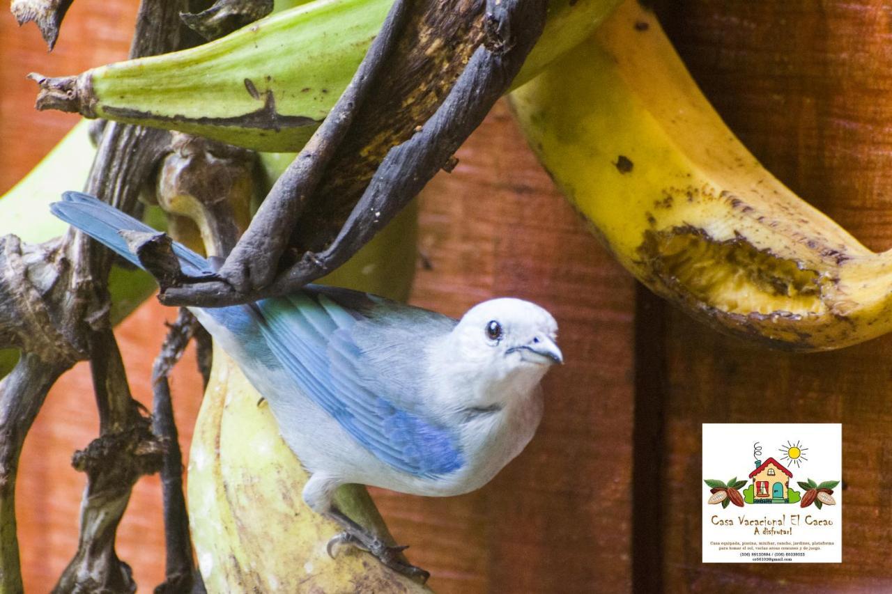 Cacao Lodge And Tours La Fortuna Luaran gambar